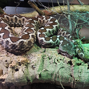 Výstava AKVA EXPO v Rychnově nad Kněžnou - 8. ročník