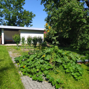 SKLÍZÍME DÝNĚ ZE ŠKOLNÍHO POZEMKU